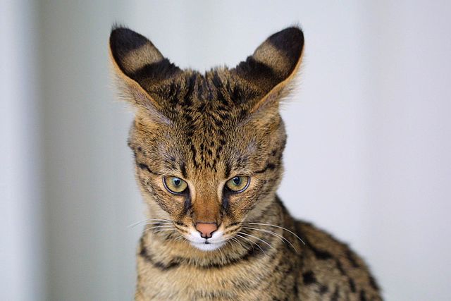 Savannah Cat - America's Favorite Cat Breeds in Each State