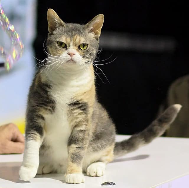 American Wirehair - America's Favorite Cat Breeds in Each State