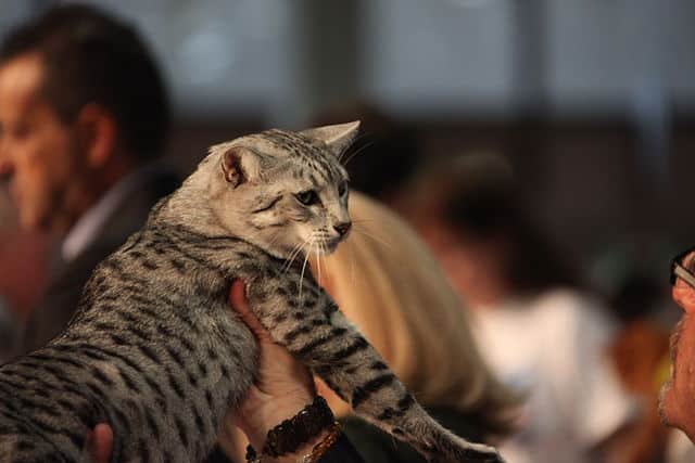 Egyptian Mau - America's Favorite Cat Breeds in Each State
