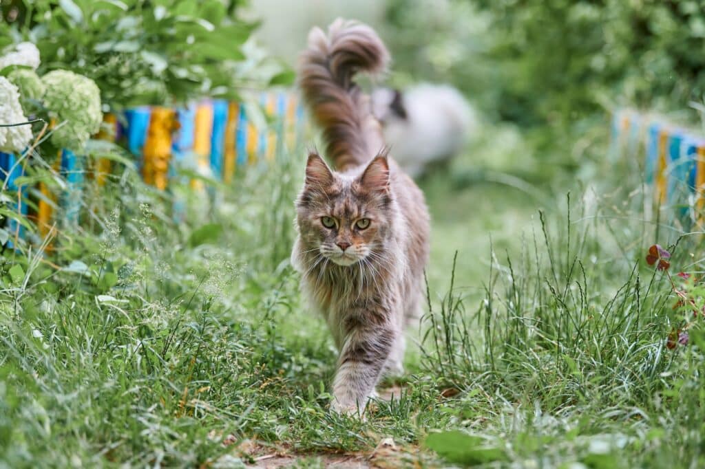 Maine Coon - America's Favorite Cat Breeds in Each State