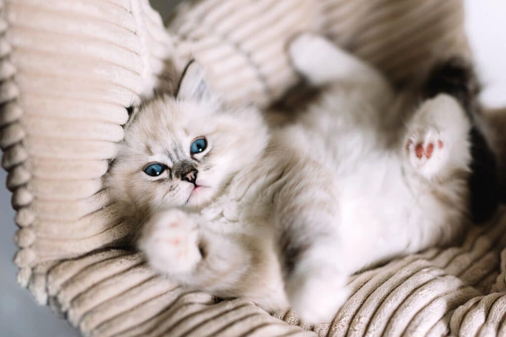 Ragdoll cat, small cute kitten portrait in funny pose at home