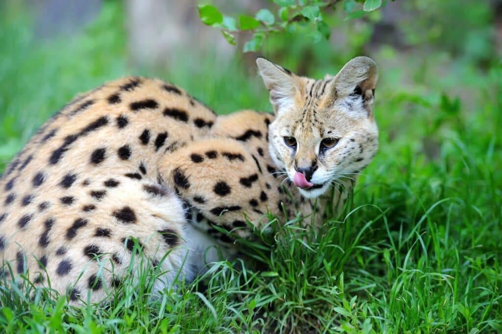Serval cat - America's Favorite Cat Breeds in Each State